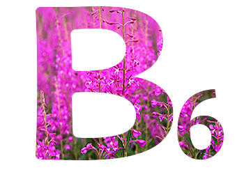 Витамины в Иван-чае. Витамин B6