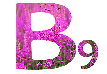 Витамины в Иван-чае. Витамин B9