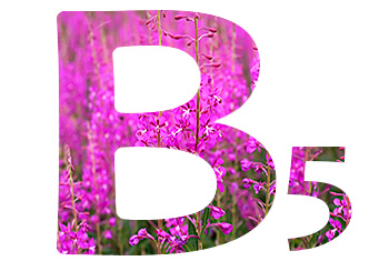 Витамины в Иван-чае. Витамин B5