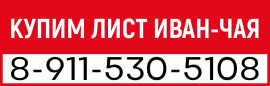 КУПИМ ЛИСТ ИВАН-ЧАЯ 2025