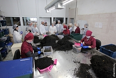 Компания «Торговый Дом «Русский чай» запустила новые производственные линии в городе Череповце